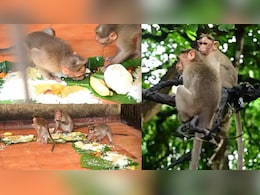 जब इंसानों से पहले बंदरों को परोसा गया ओणम साध्या, केरल के इस मंदिर में दिखी 53 साल पुरानी अद्भुत परंपरा!