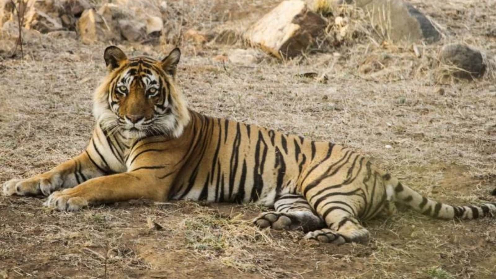 Ranthambore Tiger Ustad T24 Noor Love story Tragedy, indian wildlife Real stories