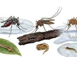 World Mosquito Day 2026: Which Mosquito Spreads Which Disease?