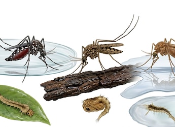 World Mosquito Day 2026: Which Mosquito Spreads Which Disease?