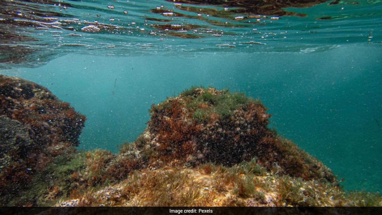 IIT Madras Uses Over 4,600 Ocean Samples To Reveal Role Of Rare Bacteria In Ecosystem Stability
