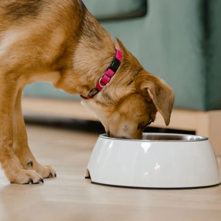 Amazon Great Freedom Sale: Nutritious Pet Care Essentials For Dogs