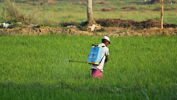 Insecticides Q1 Results: Net Profit Tanks 25%, Revenue Declines 12%