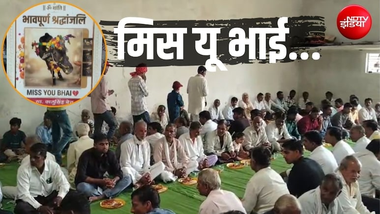 खेती का साथी ही नहीं, किसान परिवार का 'बेटा' था बैल, नम आंखों से दी अंतिम विदाई; 5,000 लोगों को कराया भोज