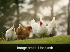 Laid Off From Amazon, Woman Shares How She Built Poultry Business