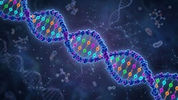 Researchers Say A Faulty Gene Copy Can Make The Heart's DNA Fold The Wrong Way
