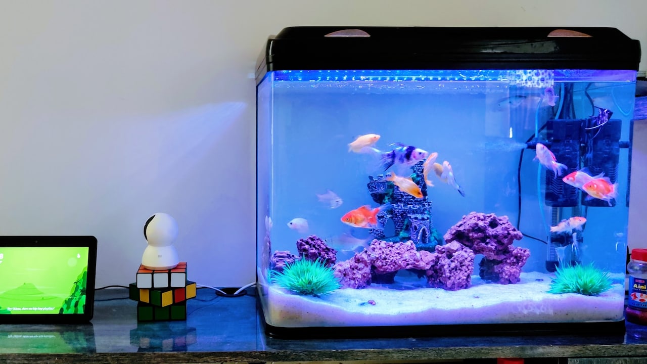 Build a happy and safe fish tank setup at home with these essentials Build a happy and safe fish tank setup at home with these essentials