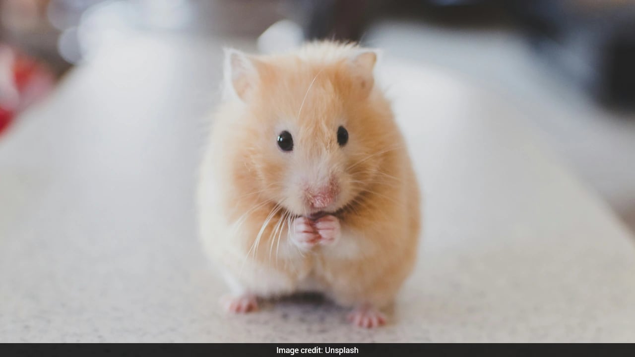 "Quite Remarkable": Scientists Create Female Clones From Male Mice