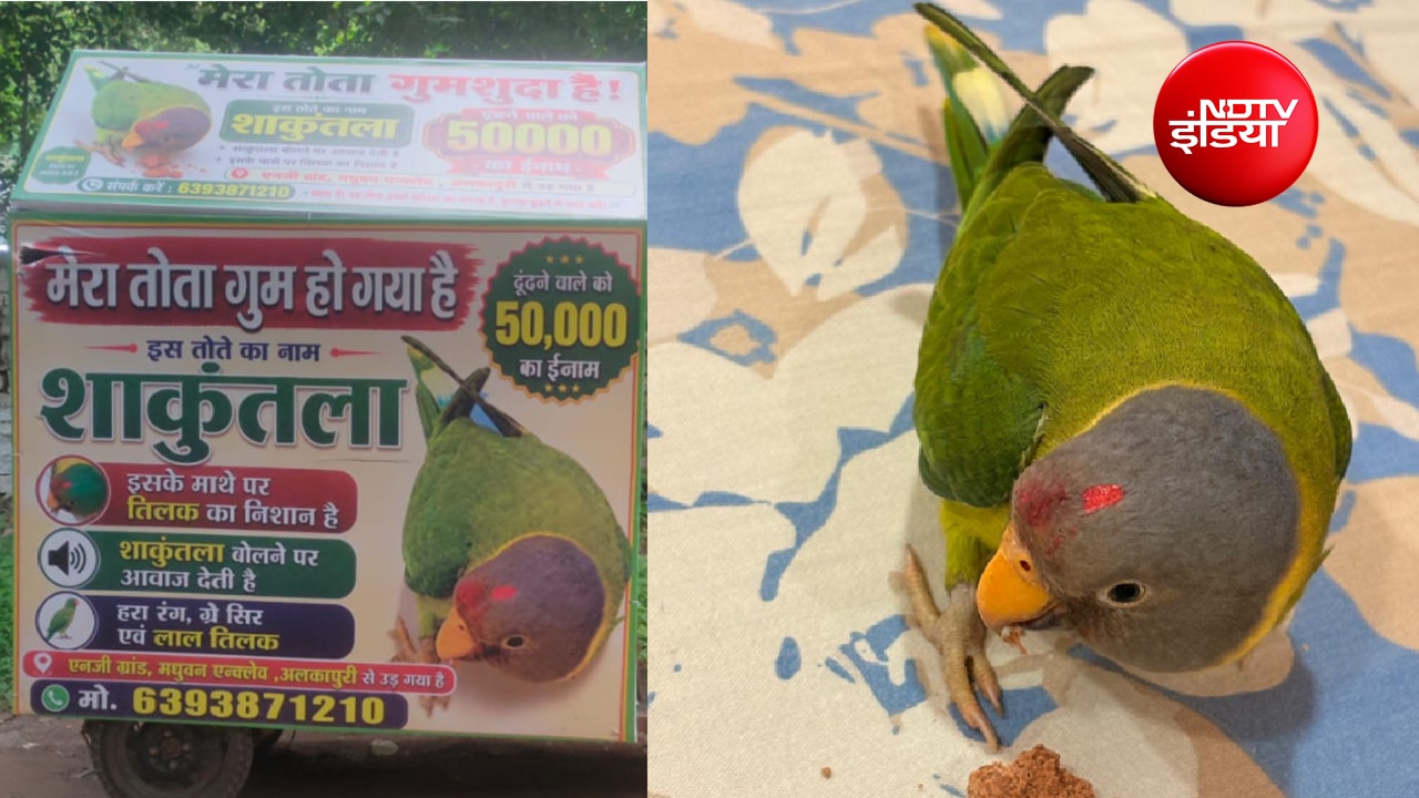 लापता तोते का पता बताओ 50 हजार ले जाओ; 'शाकुंतला' से बिछड़ने पर परिवार बेचैन, शहरभर में दौड़ाए पोस्टर