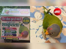 लापता तोते का पता बताओ 50 हजार ले जाओ; 'शाकुंतला' से बिछड़ने पर परिवार बेचैन, शहरभर में दौड़ाए पोस्टर