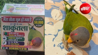 लापता तोते का पता बताओ 50 हजार ले जाओ; 'शाकुंतला' से बिछड़ने पर परिवार बेचैन, शहरभर में दौड़ाए पोस्टर