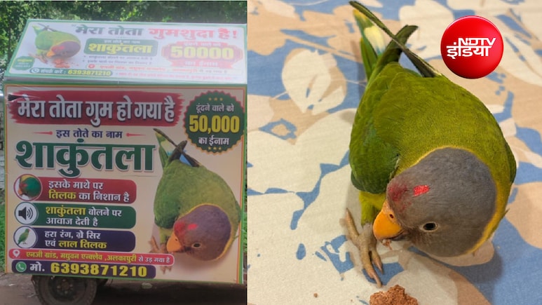 लापता तोते का पता बताओ 50 हजार ले जाओ; 'शाकुंतला' से बिछड़ने पर परिवार बेचैन, शहरभर में दौड़ाए पोस्टर