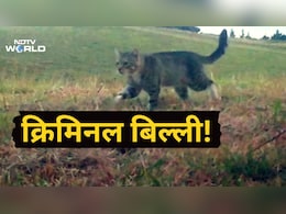 3 साल से फरार शिकारी बिल्ली का एनकाउंटर, हर बार फॉरेस्ट गार्ड्स को दे देती थी चकमा