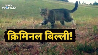 3 साल से फरार शिकारी बिल्ली का एनकाउंटर, हर बार फॉरेस्ट गार्ड्स को दे देती थी चकमा