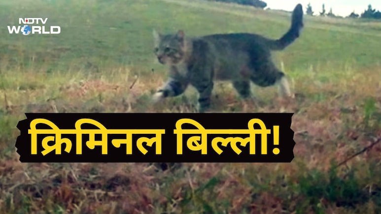 3 साल से फरार शिकारी बिल्ली का एनकाउंटर, हर बार फॉरेस्ट गार्ड्स को दे देती थी चकमा