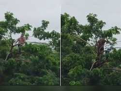 Video: Man Climbs Tree To Save His Life After River Swells Suddenly In Maharashtra