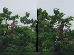 Video: Man Climbs Tree To Save His Life After River Swells Suddenly In Maharashtra