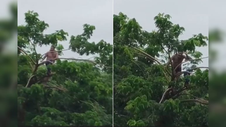Video: Man Climbs Tree To Save His Life After River Swells Suddenly In Maharashtra