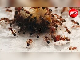 घर में चींटियों ने कर दिया है परेशान? इन 5 तरीकों को अपनाकर पाएं छुटकारा