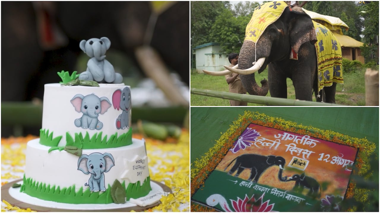 विश्व हाथी दिवस के मौके पर धूमधाम से मनाया गया भीमा-सुब्रह्मण्यम का जन्मदिन, वायरल हुईं केक की तस्वीरें