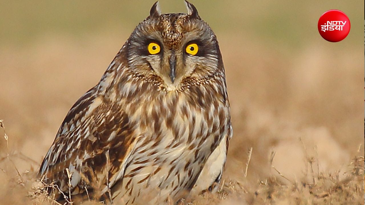 क्यों जरूरी है हर साख पर उल्लू का होना 