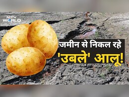 इस देश में खेत की मिट्टी से निकल रहे 'उबले' आलू, किसान बोल रहे जमीन भट्टी बन गई