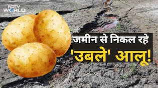 इस देश में खेत की मिट्टी से निकल रहे 'उबले' आलू, किसान बोल रहे जमीन भट्टी बन गई