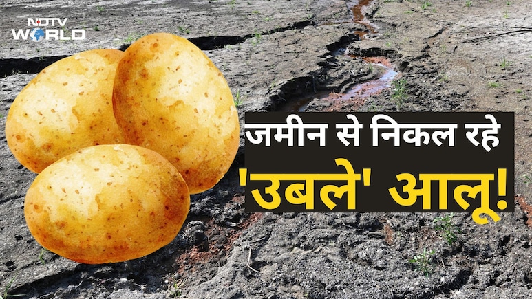 इस देश में खेत की मिट्टी से निकल रहे 'उबले' आलू, किसान बोल रहे जमीन भट्टी बन गई