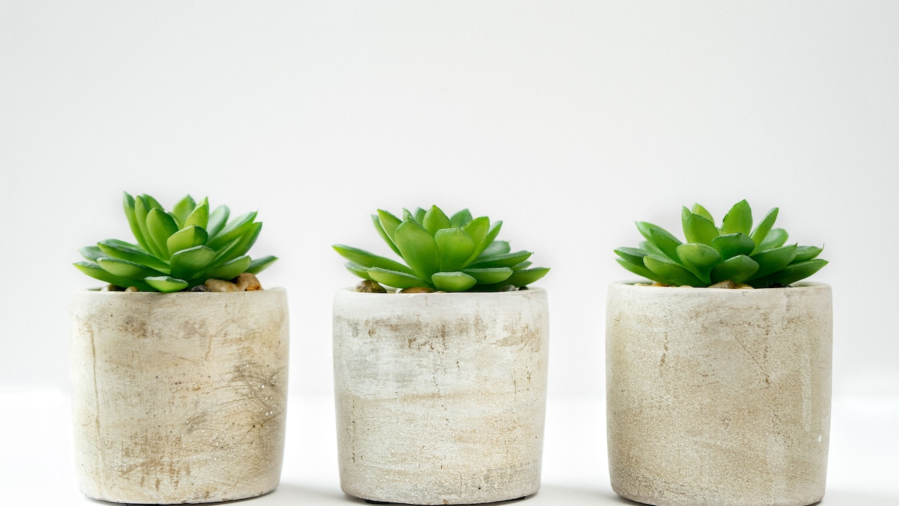 10 Easy Ways To Keep Artificial Plants Clean And Dust-Free