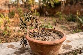 इन गलतियों की वजह से बार-बार मुरझा जाता है आपका पौधा, Gardening Expert ने बताया पौधों के साथ क्या नहीं करना चाहिए