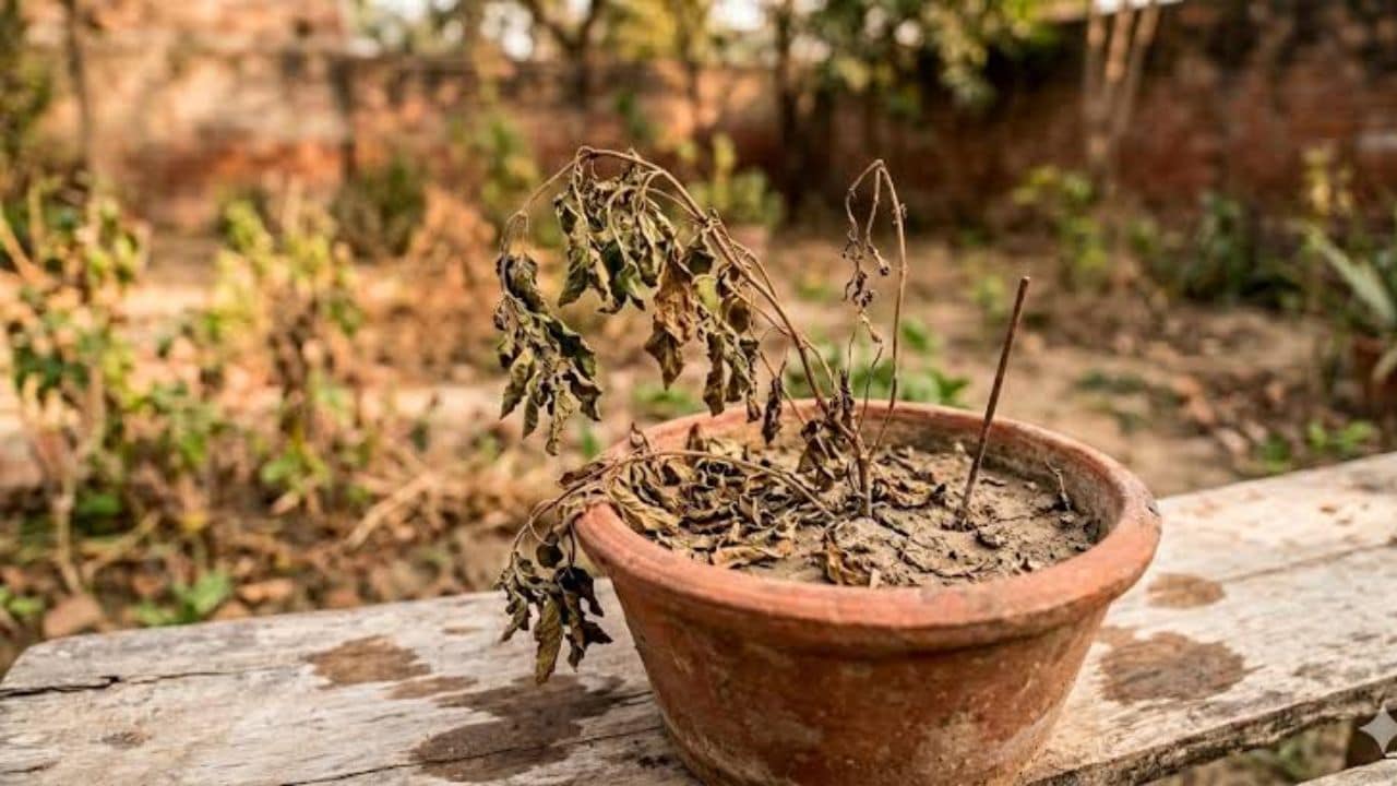 इन गलतियों की वजह से बार-बार मुरझा जाता है आपका पौधा, Gardening Expert ने बताया पौधों के साथ क्या नहीं करना चाहिए