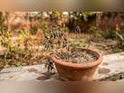 इन गलतियों की वजह से बार-बार मुरझा जाता है आपका पौधा, Gardening Expert ने बताया