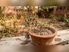 इन गलतियों की वजह से बार-बार मुरझा जाता है आपका पौधा, Gardening Expert ने बताया पौधों के साथ क्या नहीं करना चाहिए