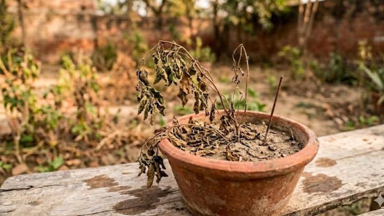 इन गलतियों की वजह से बार-बार मुरझा जाता है आपका पौधा, Gardening Expert ने बताया पौधों के साथ क्या नहीं करना चाहिए