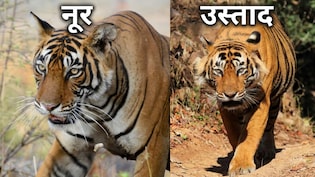 टाइगर उस्ताद और बाघिन नूर की प्रेम कहानी, दुनियाभर से देखने आते थे पर्यटक, जुदाई देख रो पड़ा सारा जंगल