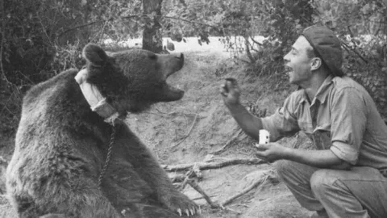 True Story of Wojtek: The 550-lb Bear Who Drank Beer, Smoked, and Fought against nazi in WW2 True Story of Wojtek: The 550-lb Bear Who Drank Beer, Smoked, and Fought against nazi in WW2