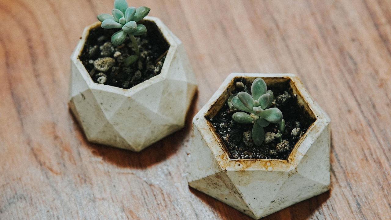 10 Reasons Self-Watering Planters Keep Soil Too Wet And How To Fix It 10 Reasons Self-Watering Planters Keep Soil Too Wet And How To Fix It