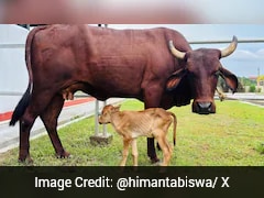Assam Welcomes First IVF-Born Calf Of Indigenous Cattle Breed
