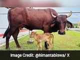 Assam Welcomes First IVF-Born Calf, Marks New Chapter For Indigenous Cattle Conservation