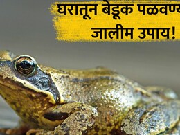 How to Get Rid of Frogs:पावसामुळे घरात बेडूक येतोय?  न मारता 'असे' दूर पळवा; 'या' वासाने होतील गायब!