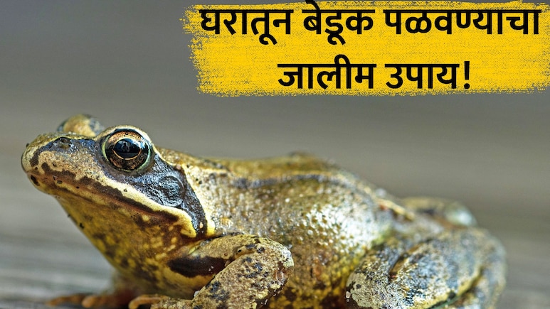How to Get Rid of Frogs:पावसामुळे घरात बेडूक येतोय?  न मारता 'असे' दूर पळवा; 'या' वासाने होतील गायब!