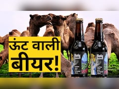 ऊंट के गोबर से बनती है बीयर! ऑस्ट्रेलिया में इनका गजब क्रेज, दूध से भी सस्ती ये एल्कोहल वाली ड्रिंक