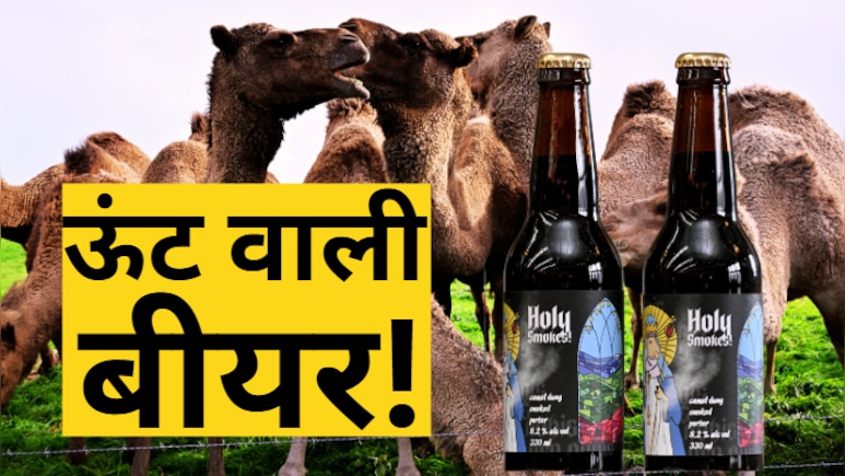 ऊंट के गोबर की बीयर के दीवाने हुए ऑस्ट्रेलिया वाले, पीने के लिए लग रही कतार