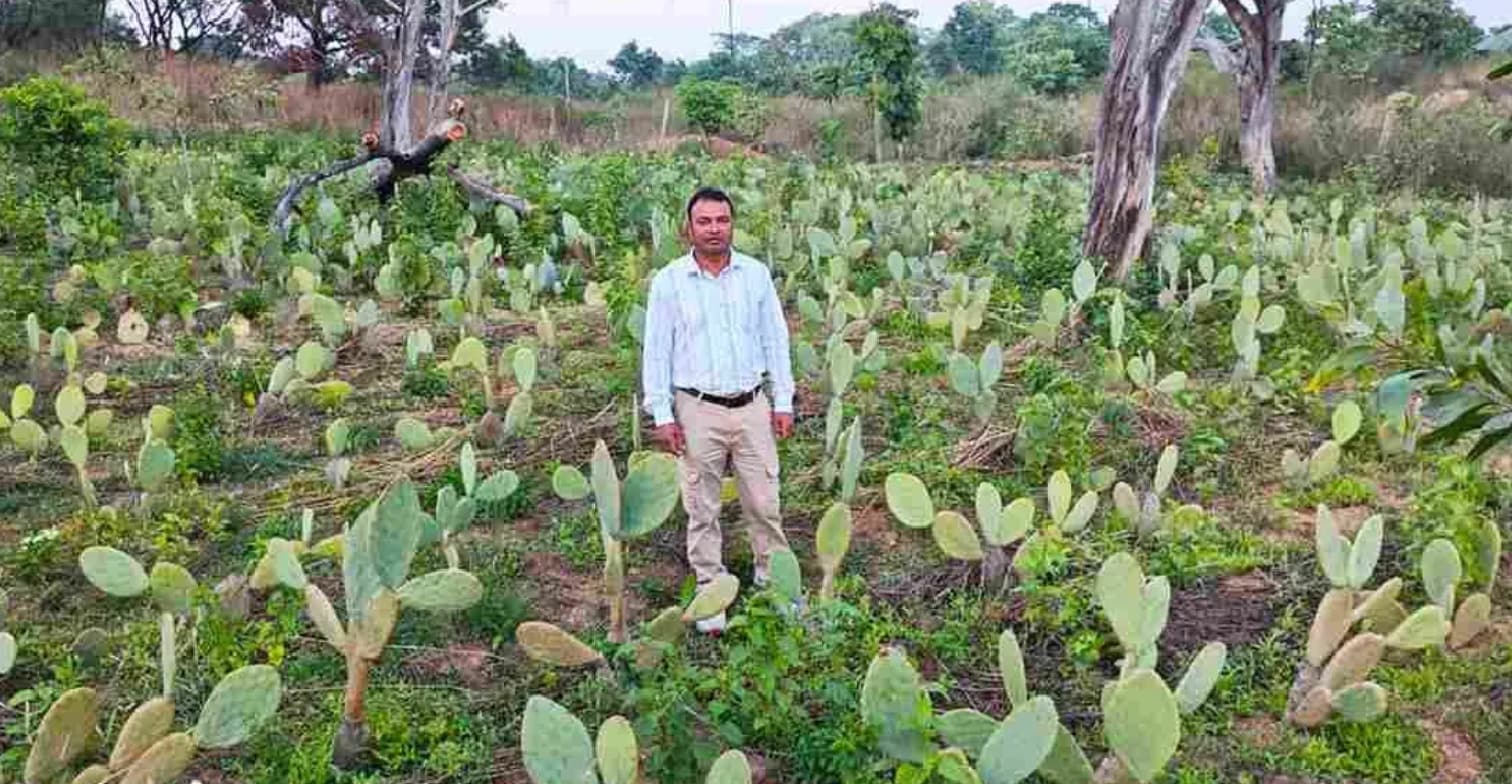 Spineless Cactus Farming: कैक्टस की खेती Spineless Cactus Farming: कैक्टस की खेती