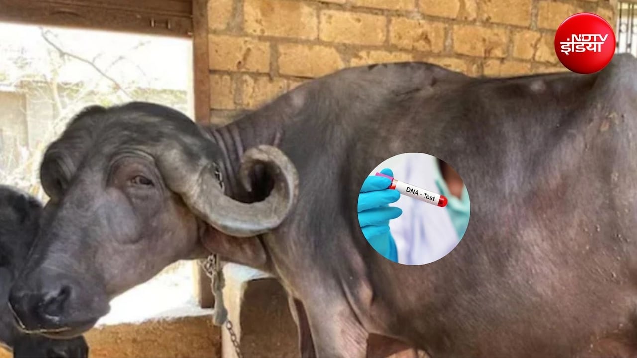 एक भैंस, दो दावेदार, अब होगा DNA टेस्ट, डीएनए जांच से कैसे पता चलेगा उसका असली का मालिक कौन?