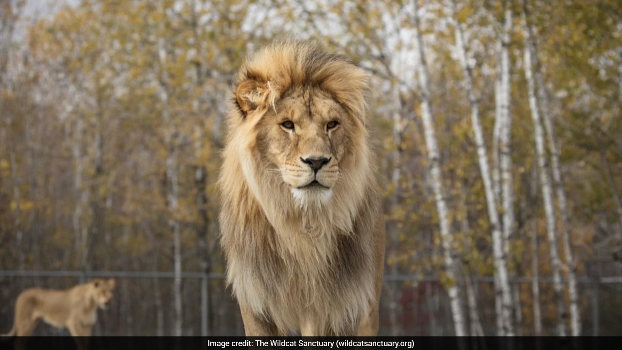 Rescued From Ukraine War, Lion Faces New Battle Against Rare Fungal Infection