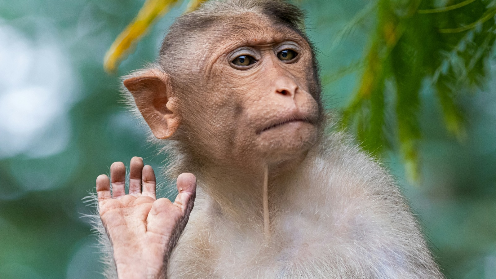 $26,000 Lab Monkeys Show China's Quest to Rival US Biotech