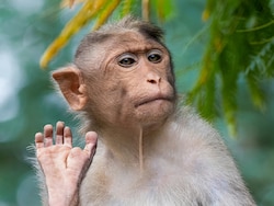 $26,000 Lab Monkeys Show China's Quest to Rival US Biotech