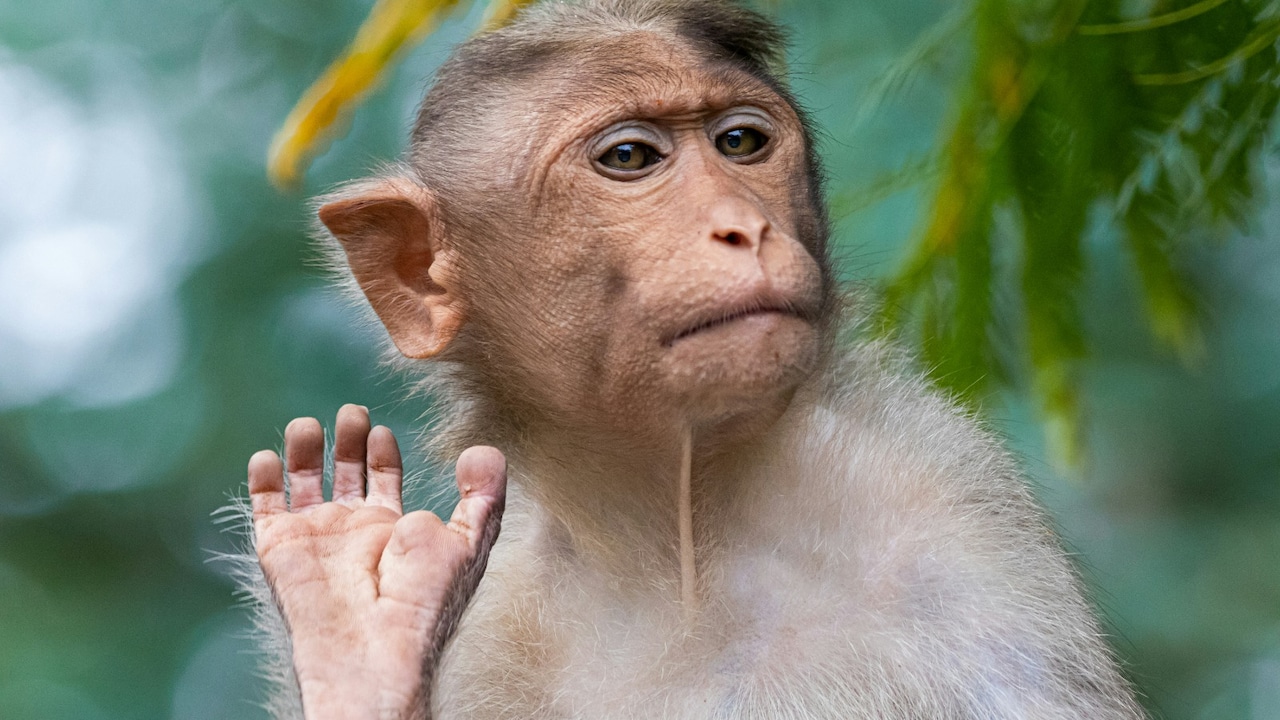 $26,000 Lab Monkeys Show China's Quest to Rival US Biotech