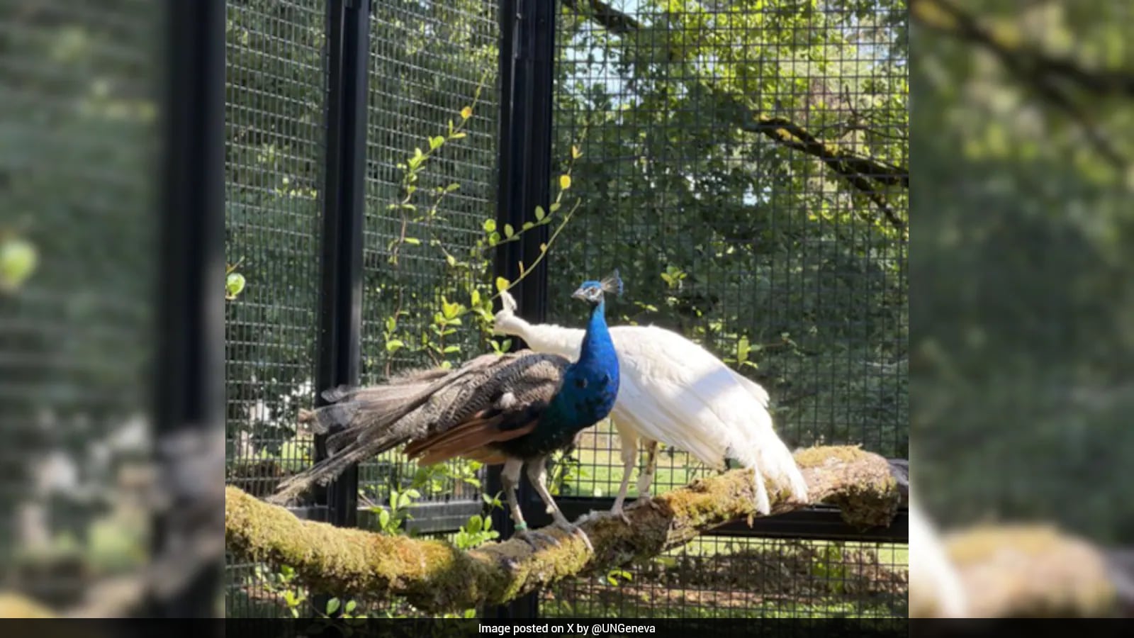India Revives Decades-Old Tradition, Gifts 5 Peacocks To UN
